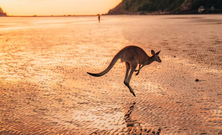 Kangaroo,Wallaby,At,The,Beach,During,Sunrise,In,Cape,Hillsborough